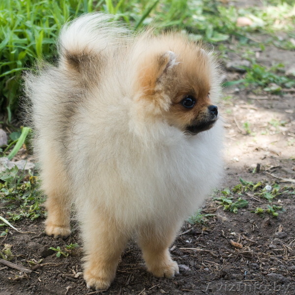 Крошечный малыш Енсен Къянти (померанский карликовый шпиц) - Изображение #5, Объявление #844552