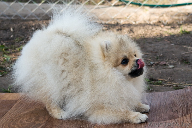 Щенок шоу-перспектива Ессей Блан-де-Блан (померанский карликовый шпиц) - Изображение #5, Объявление #1251134