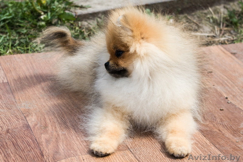 Крошечный малыш Енсен Къянти (померанский карликовый шпиц) - Изображение #6, Объявление #844552