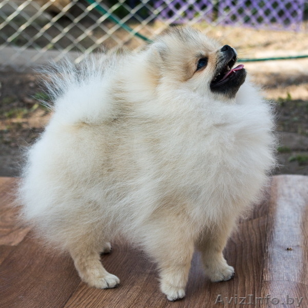 Щенок шоу-перспектива Ессей Блан-де-Блан (померанский карликовый шпиц) - Изображение #6, Объявление #1251134