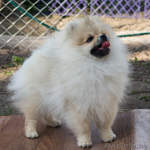 Щенок шоу-перспектива Ессей Блан-де-Блан (померанский карликовый шпиц) - Изображение #7, Объявление #1251134