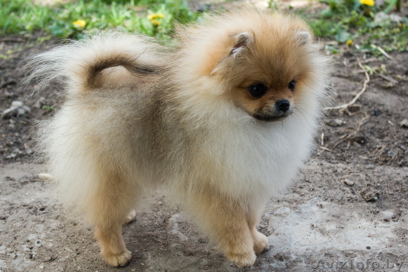 Крошечный малыш Енсен Къянти (померанский карликовый шпиц) - Изображение #7, Объявление #844552