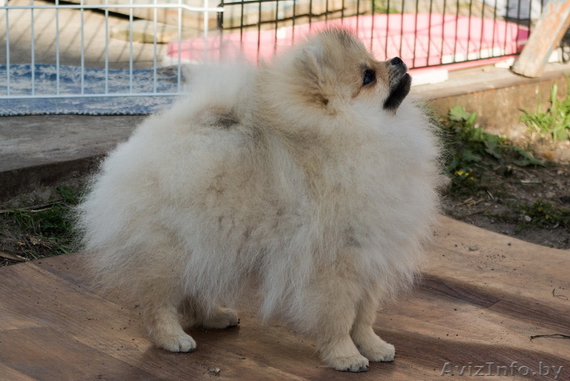 Щенок шоу-перспектива Ессей Блан-де-Блан (померанский карликовый шпиц) - Изображение #8, Объявление #1251134