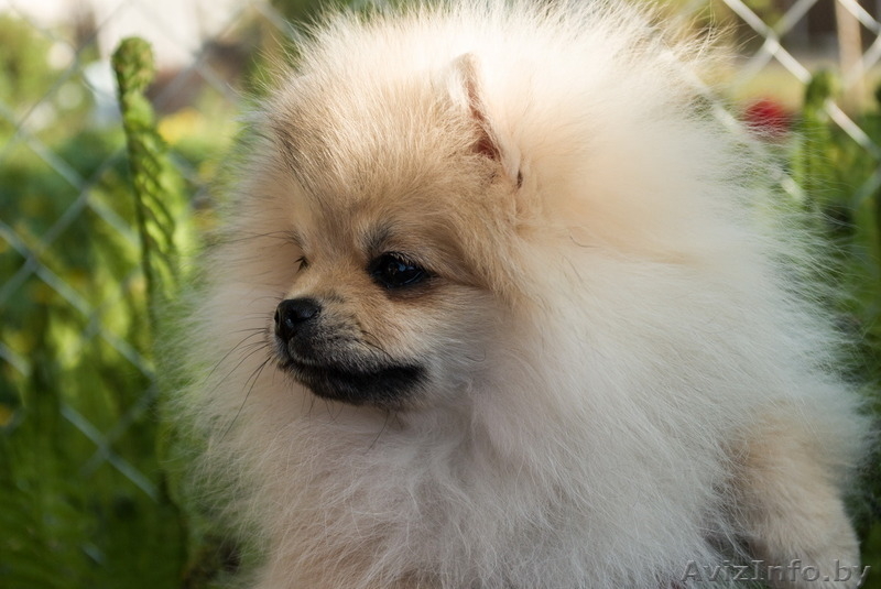 Щенок шоу-перспектива Ессей Блан-де-Блан (померанский карликовый шпиц) - Изображение #9, Объявление #1251134