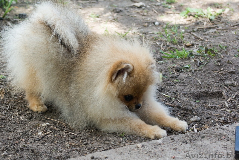 Крошечный малыш Енсен Къянти (померанский карликовый шпиц) - Изображение #9, Объявление #844552