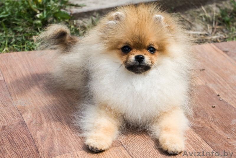 Крошечный малыш Енсен Къянти (померанский карликовый шпиц) - Изображение #1, Объявление #844552