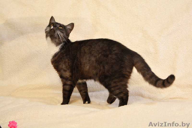 Кошечка Дашка хочет домой - Изображение #5, Объявление #1559533