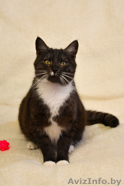 Кошечка Дашка хочет домой - Изображение #3, Объявление #1559533