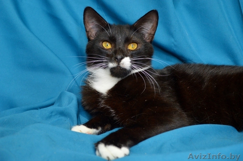 Котенок Макс в дар - Изображение #3, Объявление #1558275