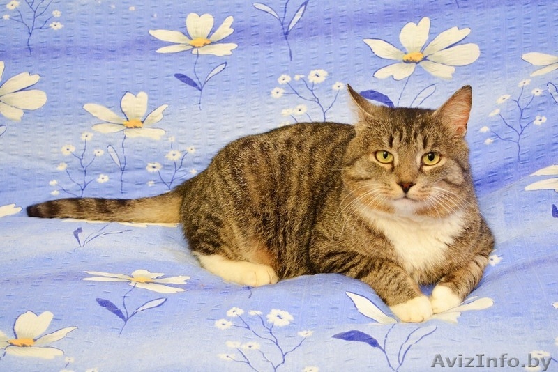 Кот Василий ищет дом - Изображение #5, Объявление #1559529