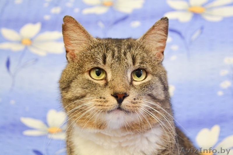 Кот Василий ищет дом - Изображение #3, Объявление #1559529