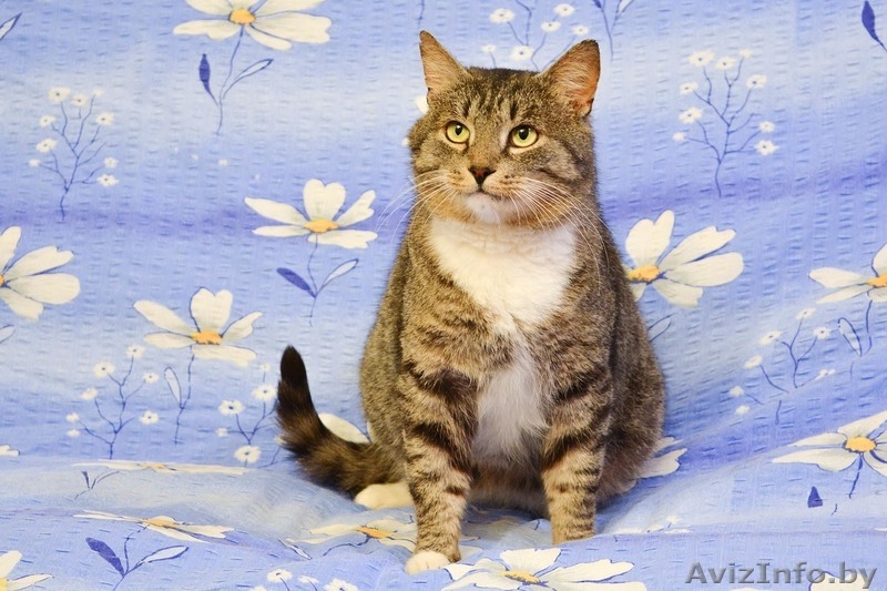 Кот Василий ищет дом - Изображение #4, Объявление #1559529