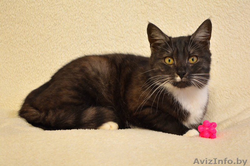 Кошечка Дашка хочет домой - Изображение #4, Объявление #1559533