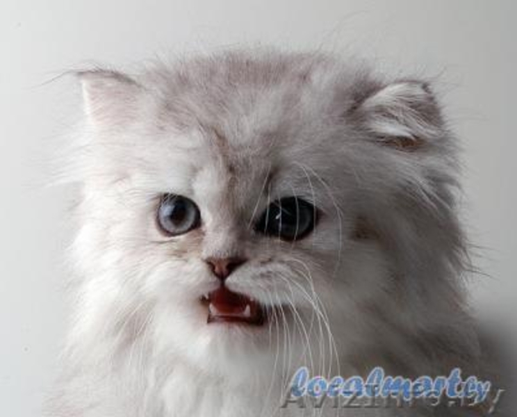 Персидские котята классик - Изображение #1, Объявление #1557163