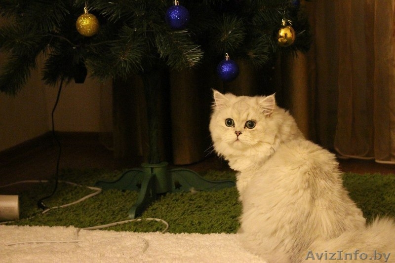 Персидские котята классик - Изображение #4, Объявление #1557163