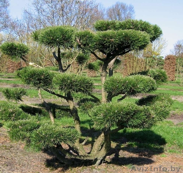 Услуги по формированию ниваки из сосны на вашем участке.   - Изображение #3, Объявление #1558347