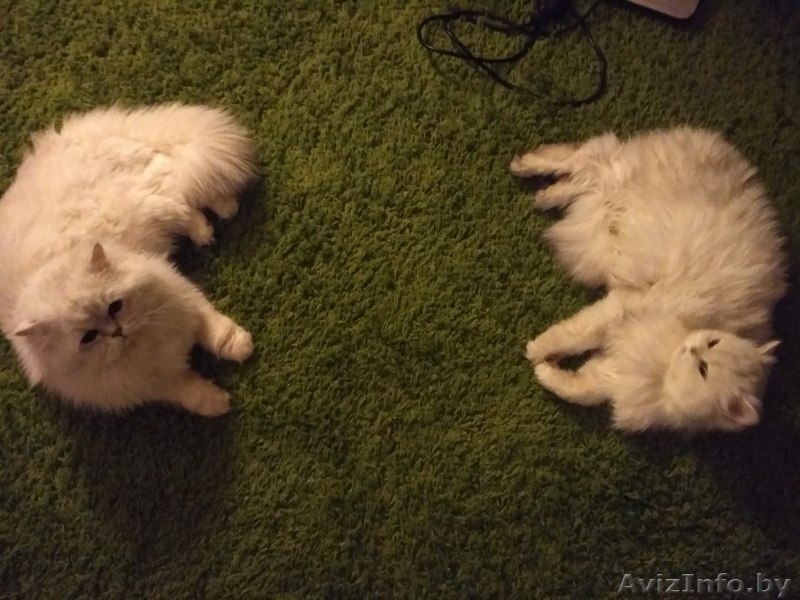 Персидские котята классик - Изображение #5, Объявление #1557163