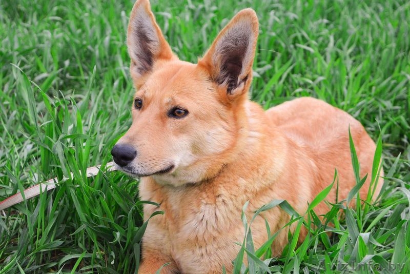 Рыжая красотка Лис ищет лучший дом и самую любящую семью - Изображение #4, Объявление #1557738