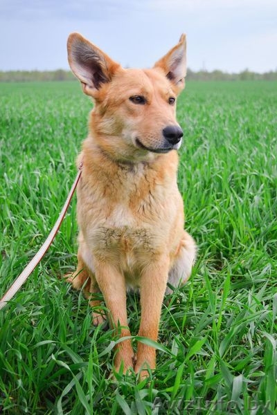 Рыжая красотка Лис ищет лучший дом и самую любящую семью - Изображение #3, Объявление #1557738