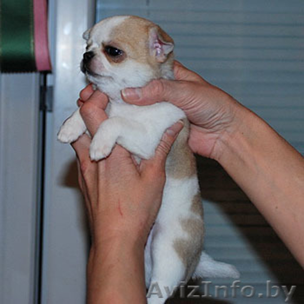 Чихуахуа Щенки   от чемпионов          - Изображение #4, Объявление #1517021