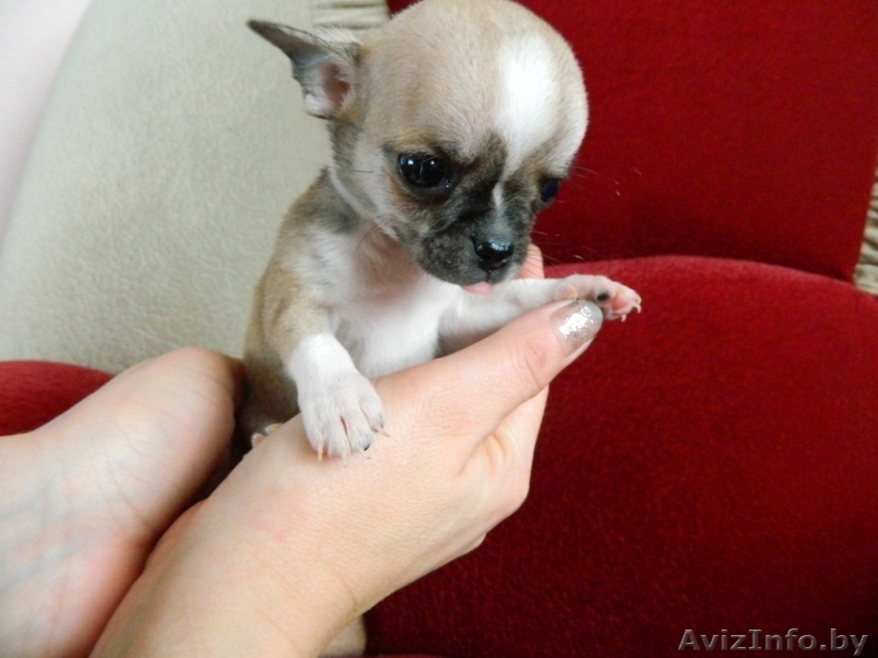 Чихуахуа Щенки   от чемпионов          - Изображение #3, Объявление #1517021