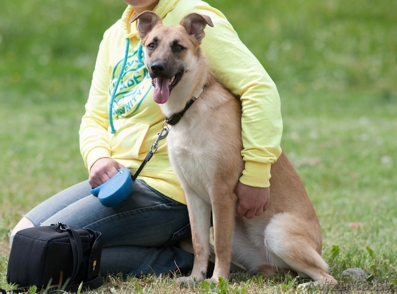 собачка подросток Милли ищет дом - Изображение #7, Объявление #1481092