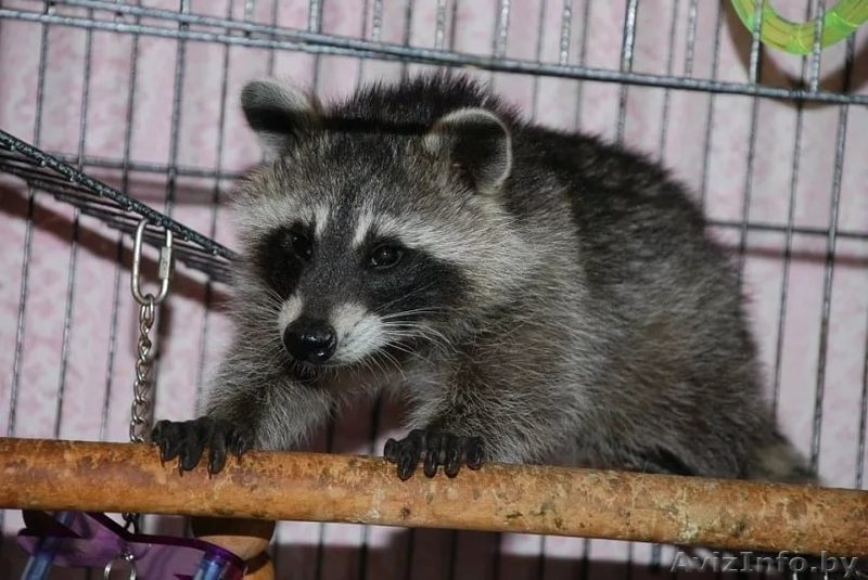 Щенки енота-полоскуна - Изображение #3, Объявление #1563897