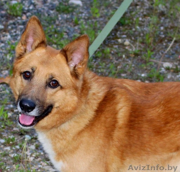 Рик (6 лет) ищет ДОМ - Изображение #6, Объявление #1554115