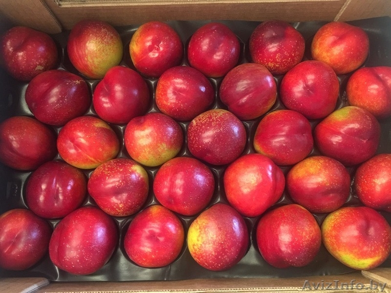 Овощи и фрукты из Испании и Марокко от производителя. - Изображение #4, Объявление #1562566