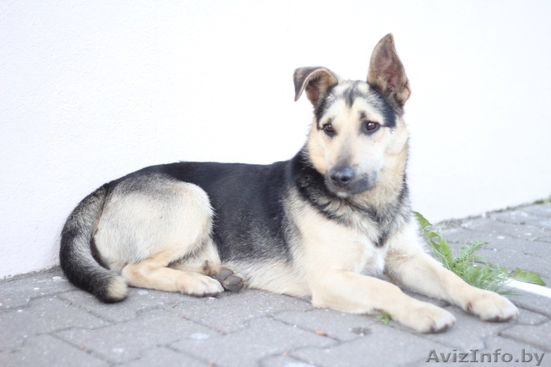 Отдам собаку в дар / Ищу хозяина для пса - Изображение #3, Объявление #1564392