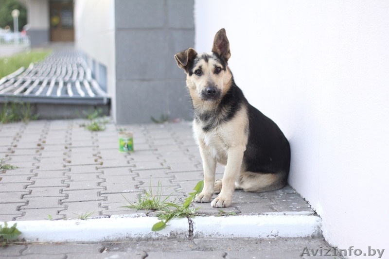 Отдам собаку в дар / Ищу хозяина для пса - Изображение #7, Объявление #1564392