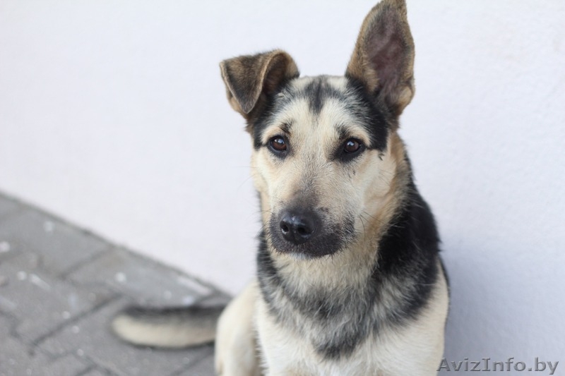 Отдам собаку в дар / Ищу хозяина для пса - Изображение #5, Объявление #1564392