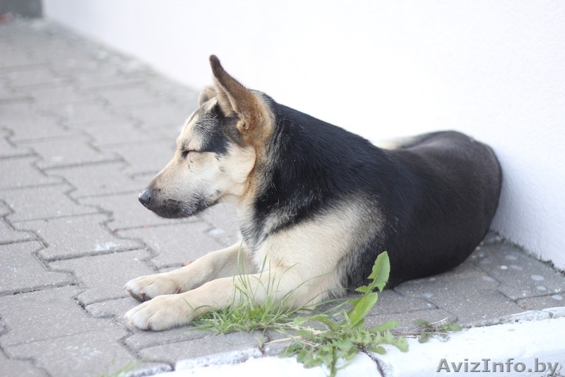 Отдам собаку в дар / Ищу хозяина для пса - Изображение #6, Объявление #1564392