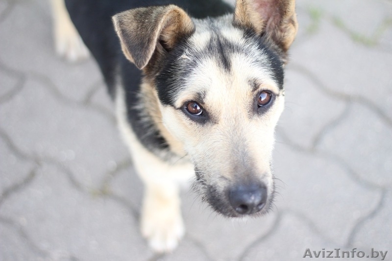 Отдам собаку в дар / Ищу хозяина для пса - Изображение #9, Объявление #1564392