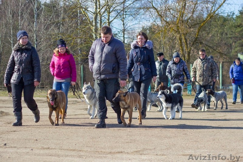 Курсы "Инструкторов-дрессировщиков служебно-спортивных собак" - Изображение #2, Объявление #647343