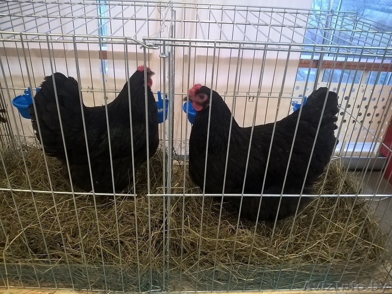 Цыплята редких пород - Изображение #1, Объявление #1575415