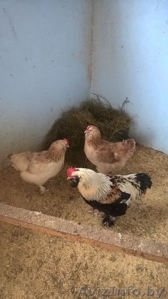 Цыплята редких пород - Изображение #6, Объявление #1575415