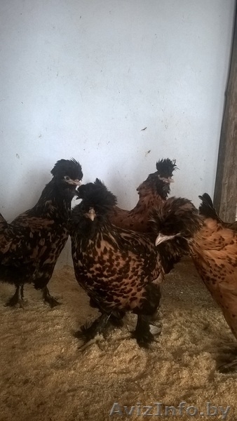 Цыплята редких пород - Изображение #7, Объявление #1575415