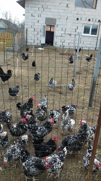 Цыплята редких пород - Изображение #8, Объявление #1575415