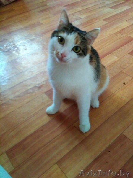 Кошка Вишенка в дар! - Изображение #3, Объявление #1570662