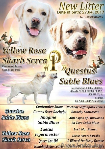 Щенки лабрадора от Интерчемпиона - Изображение #3, Объявление #1570297