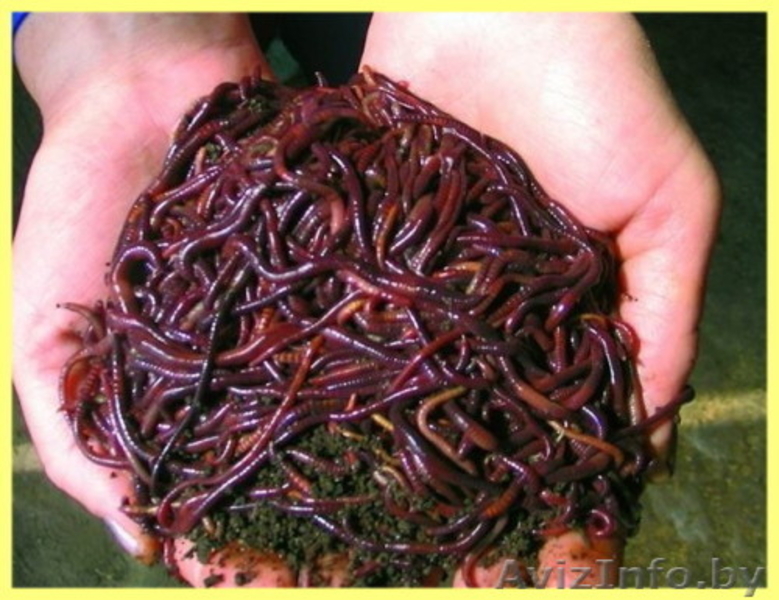 Увеличьте свой урожай многократно ! - Изображение #5, Объявление #1569915