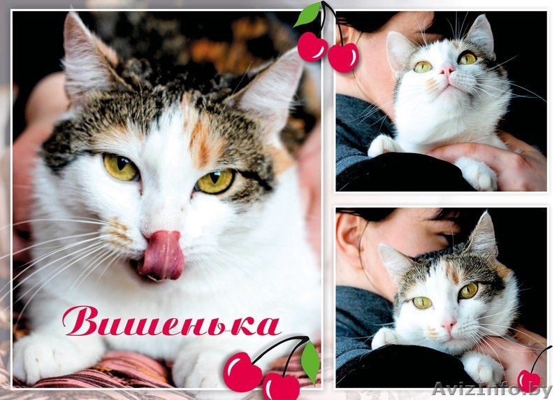 Кошка Вишенка в дар! - Изображение #4, Объявление #1570662
