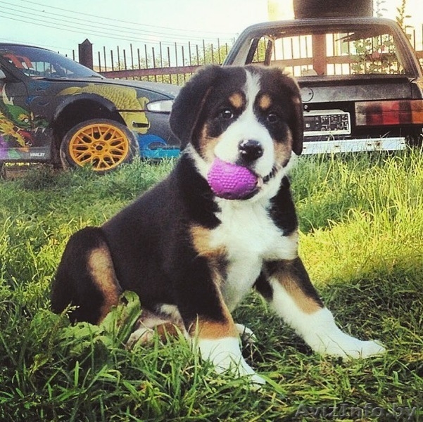 Щенки-метисы берн-овчарка В ДАР - Изображение #3, Объявление #1580630