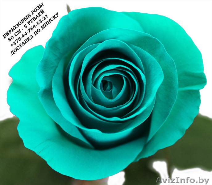 Бирюзовые розы купить в Минске - Изображение #3, Объявление #1576004