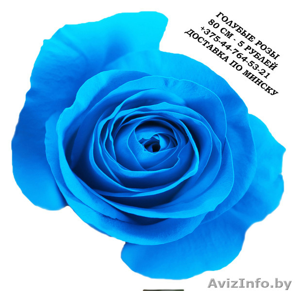 Голубые розы купить в Минске - Изображение #3, Объявление #1576002