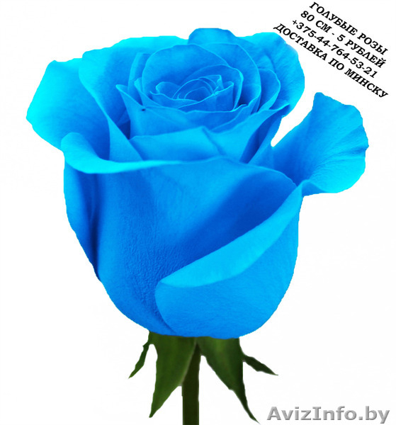 Голубые розы купить в Минске - Изображение #4, Объявление #1576002