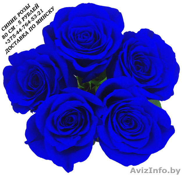 Синие розы купить в Минске - Изображение #4, Объявление #1575999