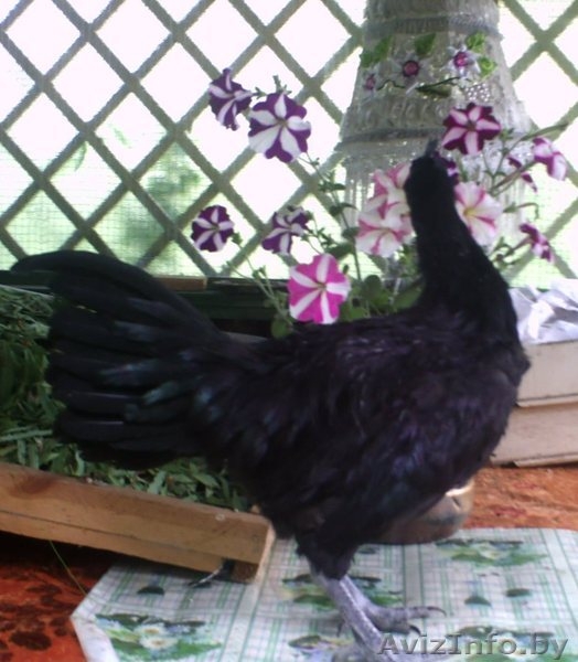  Инкубационное яйцо Аям Цемани.  - Изображение #1, Объявление #1579331