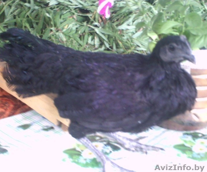  Инкубационное яйцо Аям Цемани.  - Изображение #2, Объявление #1579331